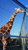Kyoto City Zoo
