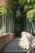 化野念仏寺の竹林の小径